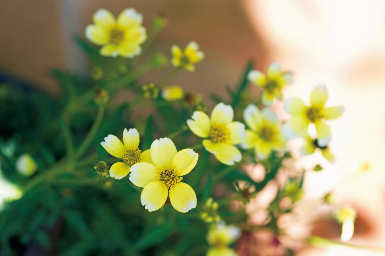 12月8日の花とは？【366日の誕生花と幸せの花言葉】