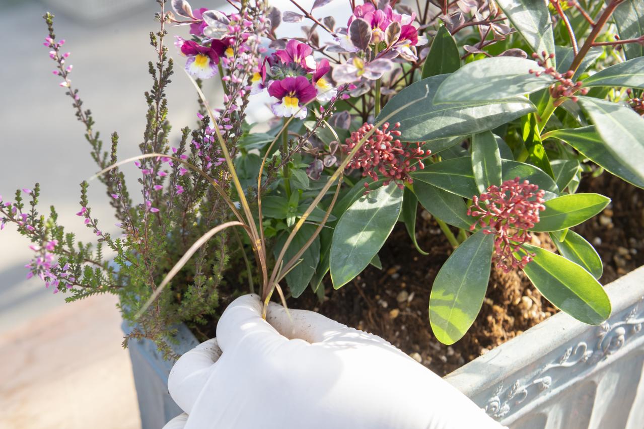 【ガーデニング】人気YouTuber“オニちゃん”の傑作ぞろい！リングバスケット＆寄せ植え（画像18）