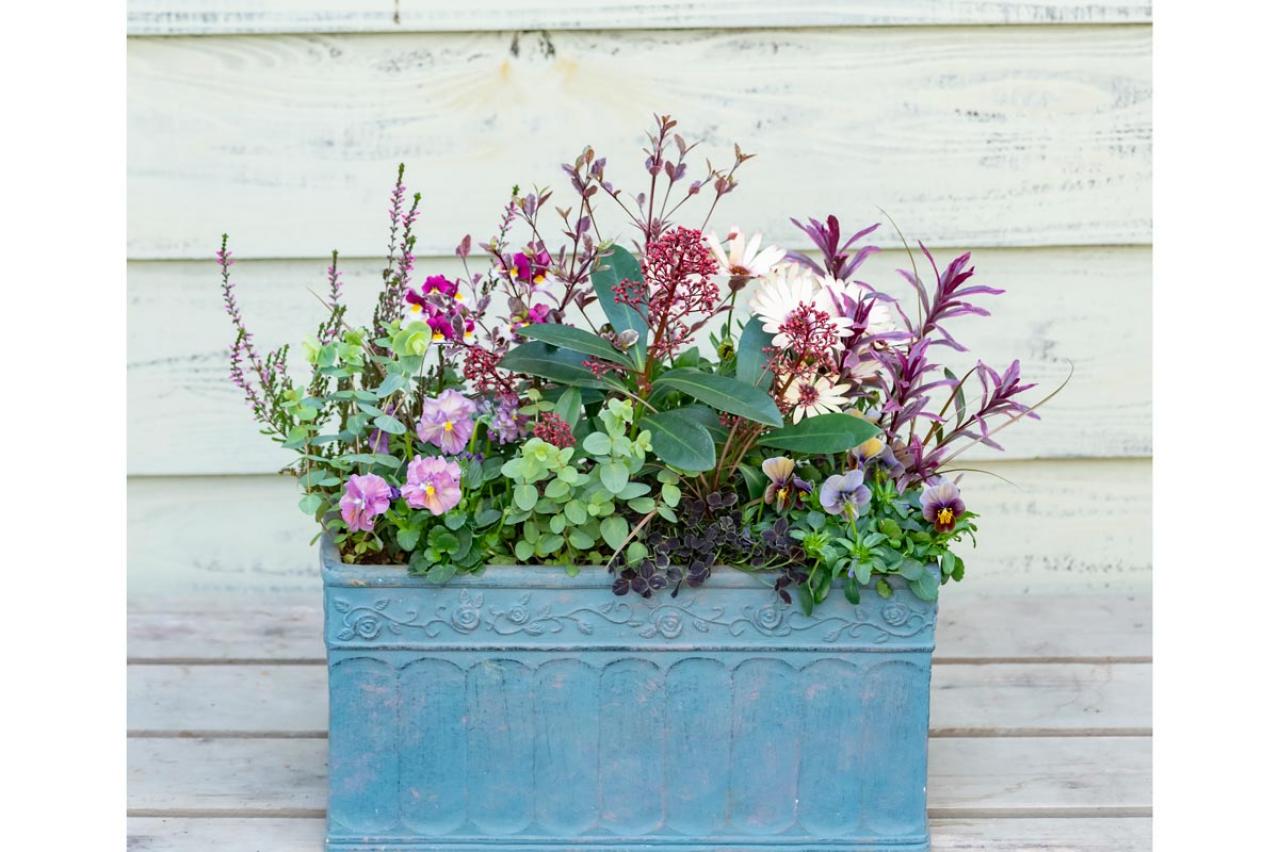 【ガーデニング】人気YouTuber“オニちゃん”の傑作ぞろい！リングバスケット＆寄せ植え