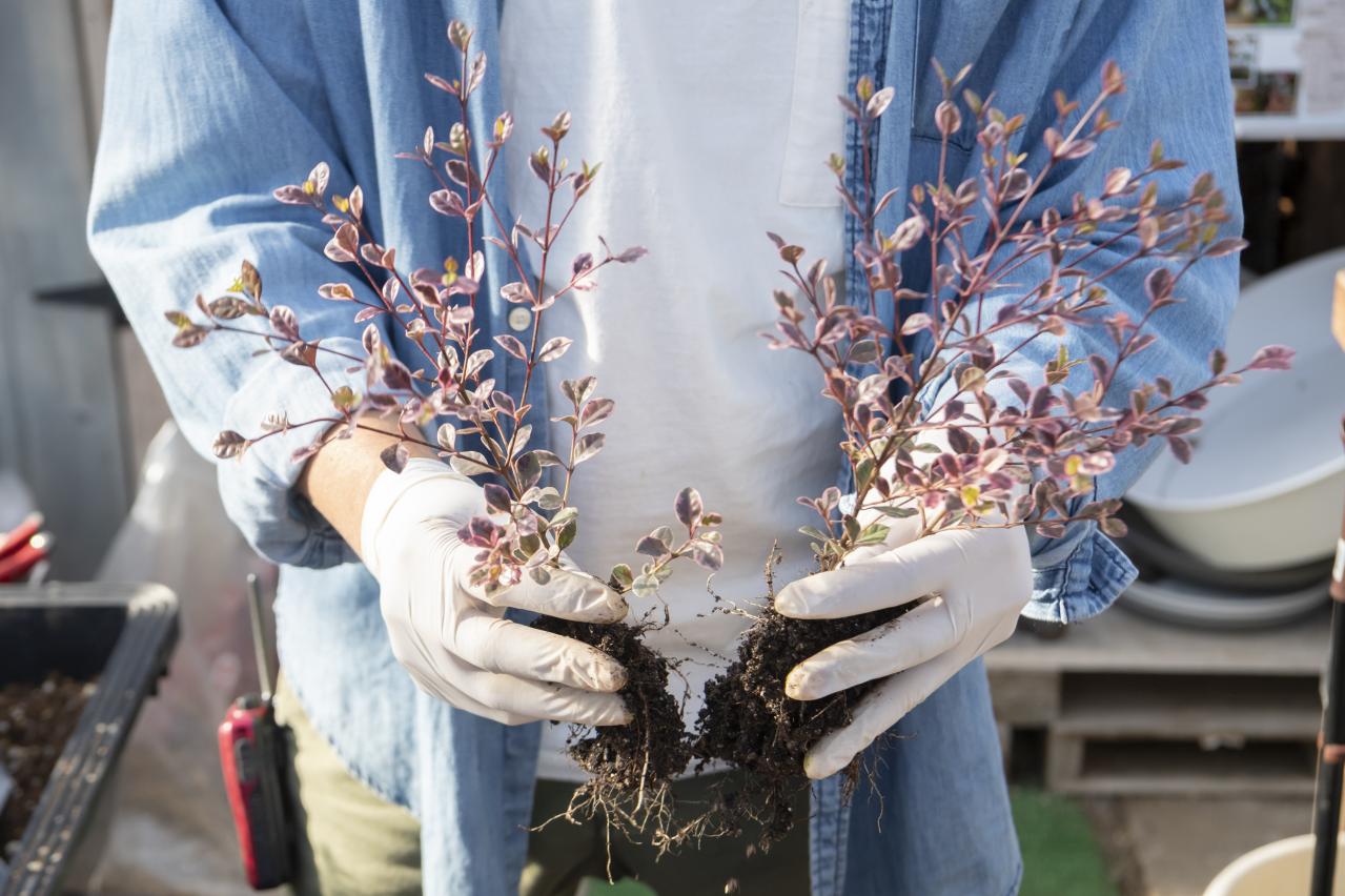 【ガーデニング】人気YouTuber“オニちゃん”の傑作ぞろい！リングバスケット＆寄せ植え（画像14）