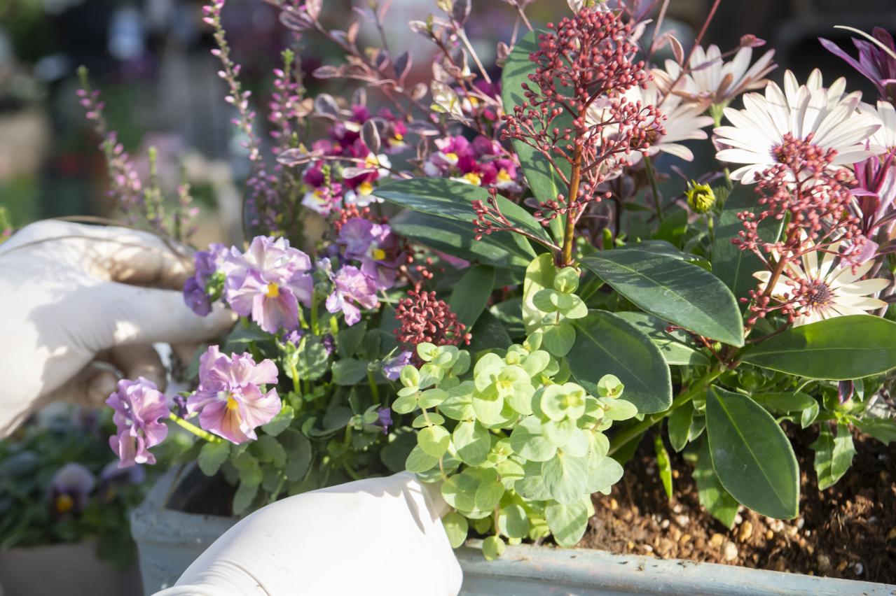 【ガーデニング】人気YouTuber“オニちゃん”の傑作ぞろい！リングバスケット＆寄せ植え（画像20）