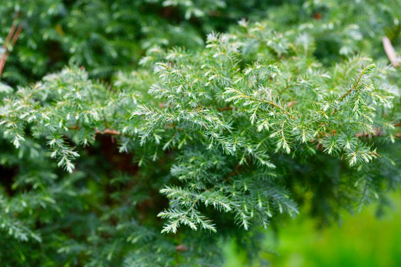 【ガーデニング】身近な自然素材のクリスマス ディスプレー！初めてでも簡単（画像6）