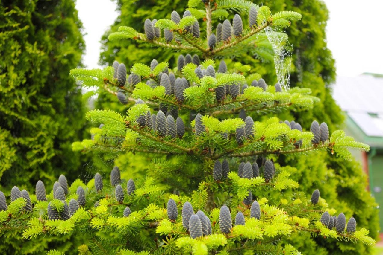 【ガーデニング】身近な自然素材のクリスマス ディスプレー！初めてでも簡単（画像4）