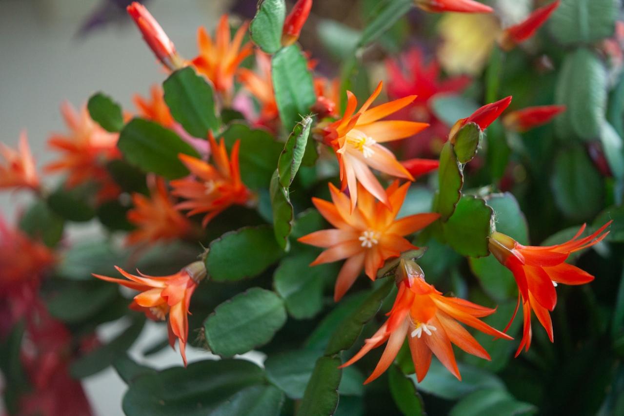 12月12日の花とは？【366日の誕生花と幸せの花言葉】