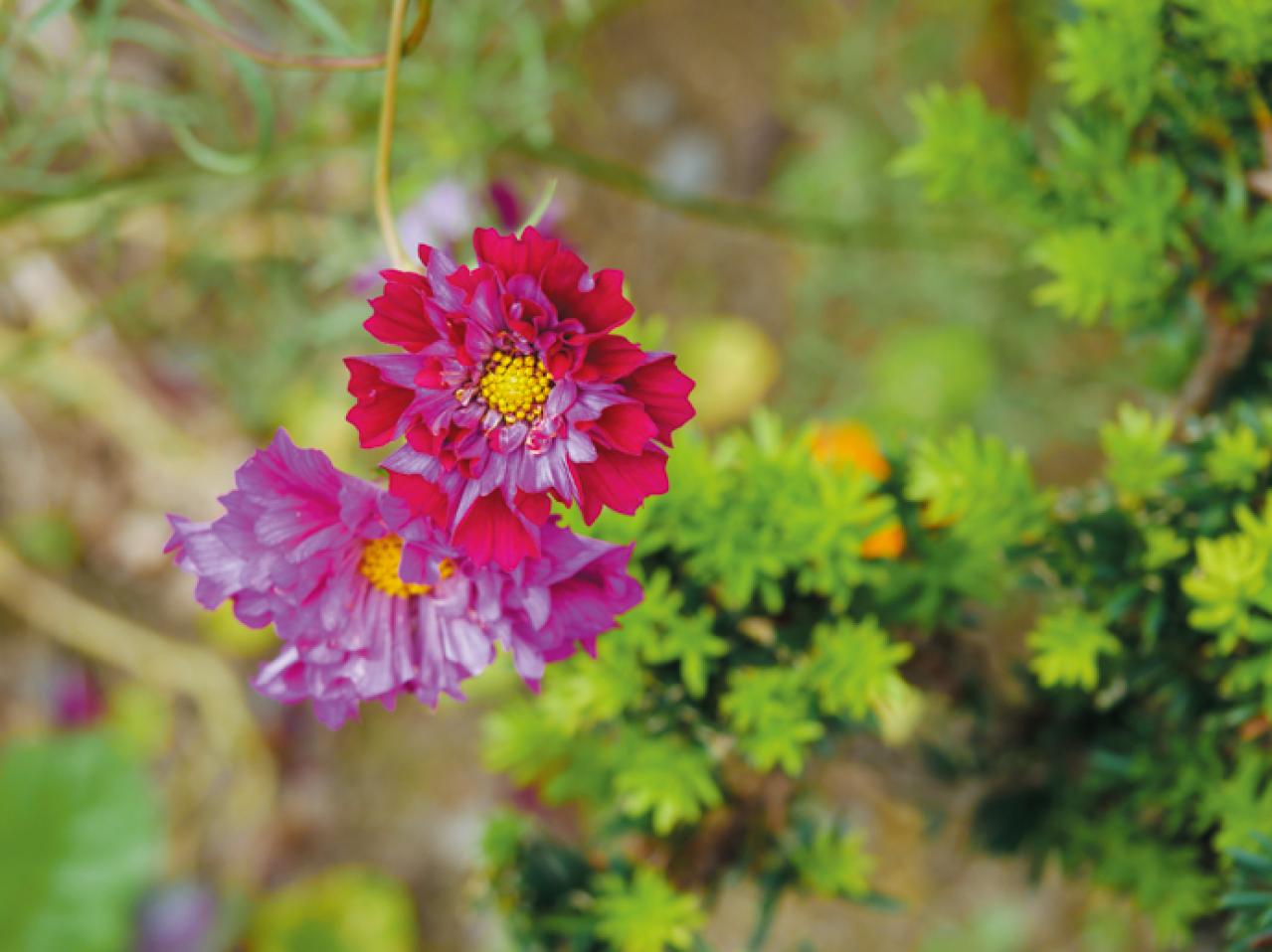 月約12万円の年金生活・人気ブロガー【メロンさん】72歳。一人暮らしの財布事情と日々の楽しみとは？（画像6）