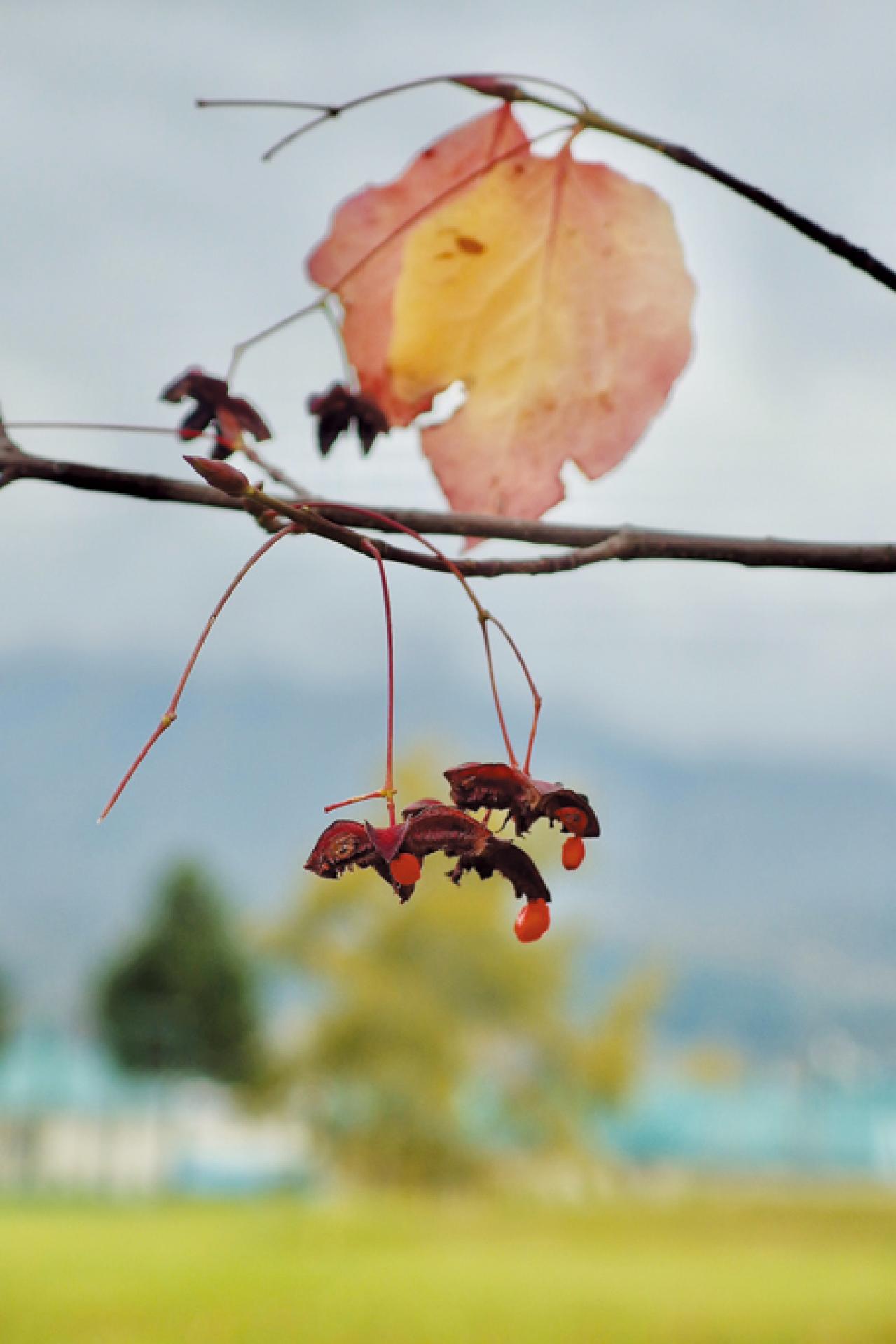 月約12万円の年金生活・人気ブロガー【メロンさん】72歳。一人暮らしの財布事情と日々の楽しみとは？（画像7）