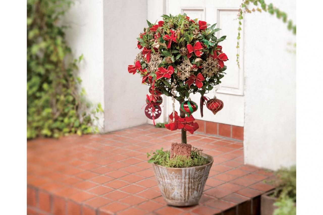 玄関先が華やぐ【ゲッケイジュのクリスマスツリー】料理に活躍するハーブでハレの日に彩りを