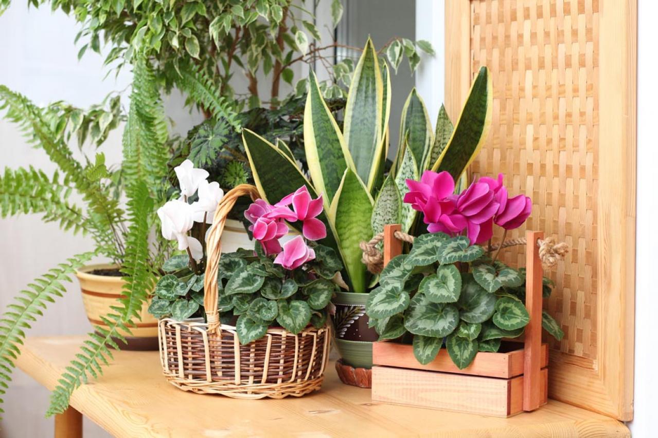 【ガーデニング】春まで咲き続ける「シクラメン」で、室内も戸外もかわいらしく！（画像4）