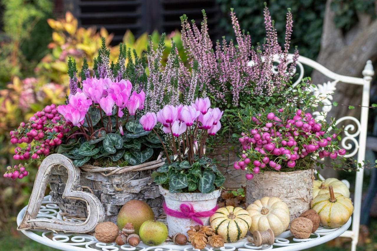 【ガーデニング】春まで咲き続ける「シクラメン」で、室内も戸外もかわいらしく！