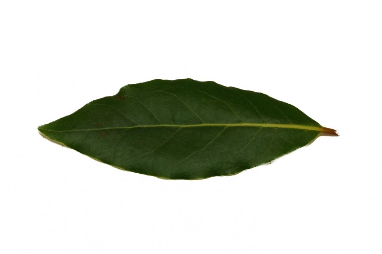 玄関先が華やぐ【ゲッケイジュのクリスマスツリー】料理に活躍するハーブでハレの日に彩りを（画像5）