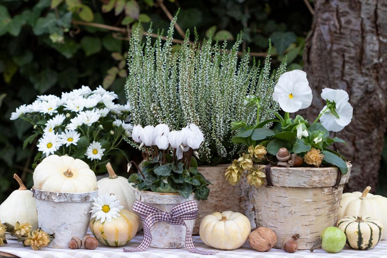 【ガーデニング】春まで咲き続ける「シクラメン」で、室内も戸外もかわいらしく！（画像13）