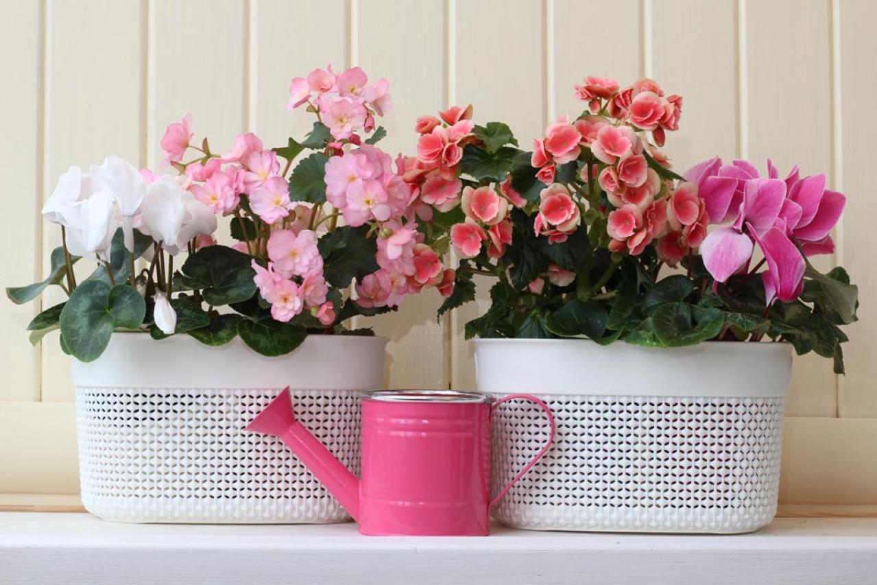 【ガーデニング】春まで咲き続ける「シクラメン」で、室内も戸外もかわいらしく！（画像5）