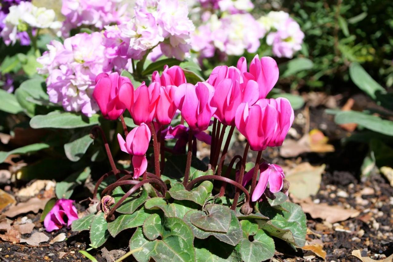 【ガーデニング】春まで咲き続ける「シクラメン」で、室内も戸外もかわいらしく！（画像3）