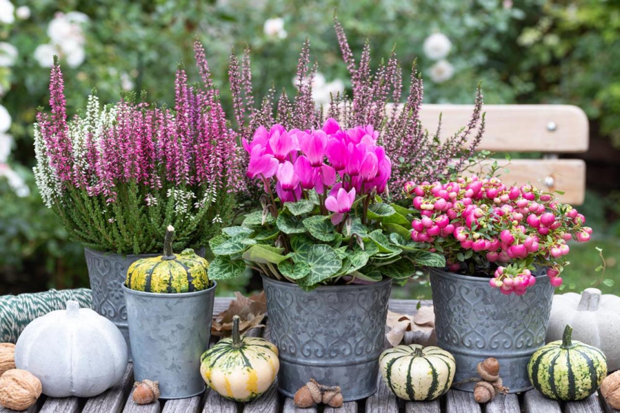 【ガーデニング】春まで咲き続ける「シクラメン」で、室内も戸外もかわいらしく！（画像14）