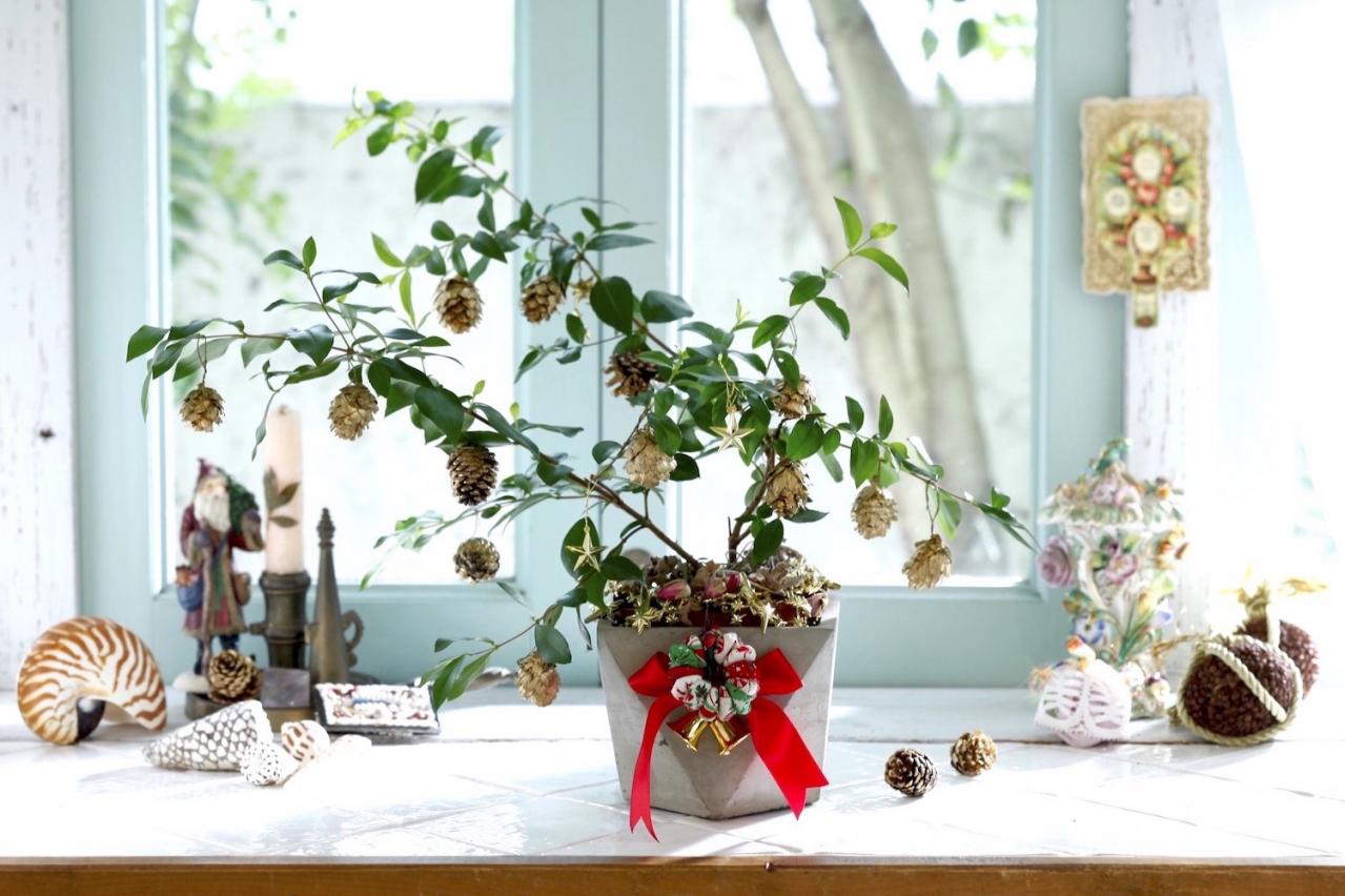 おめでたい木【マートルのクリスマスツリー】甘い香りのハーブで心穏やかに