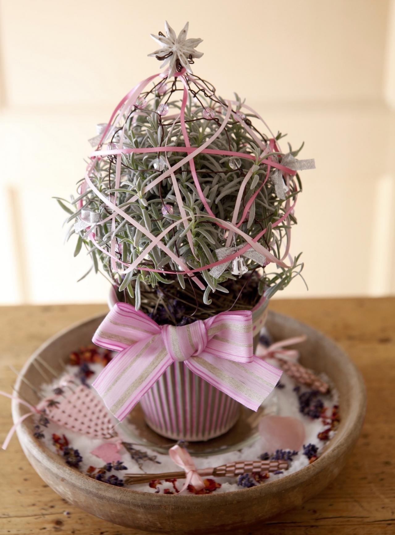卓上を彩る【ハーブのミニクリスマスツリー】ラヴェンダー、ルーの苗を使って簡単！（画像4）