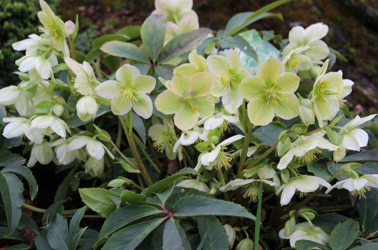 12月19日の花とは？【366日の誕生花と幸せの花言葉】