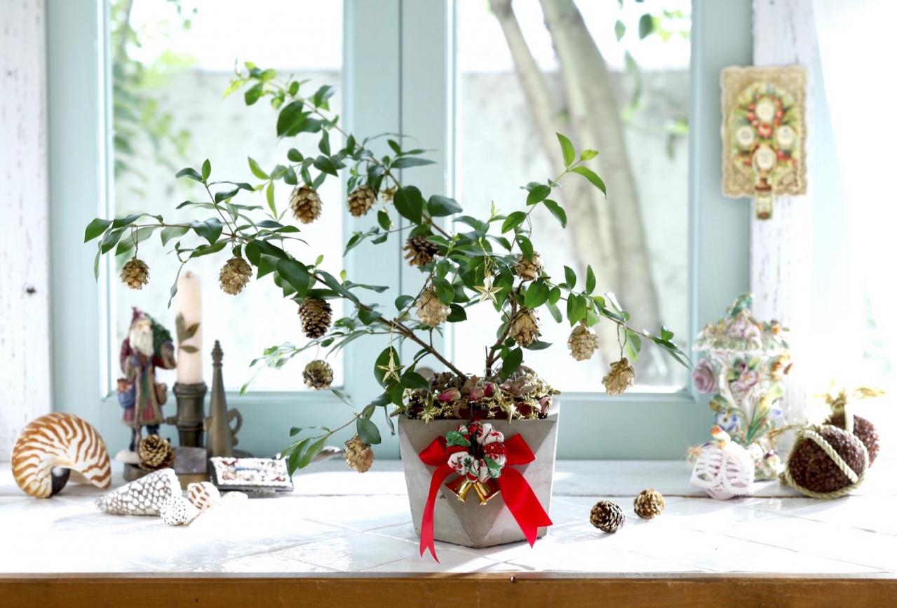 おめでたい木【マートルのクリスマスツリー】甘い香りのハーブで心穏やかに（画像5）