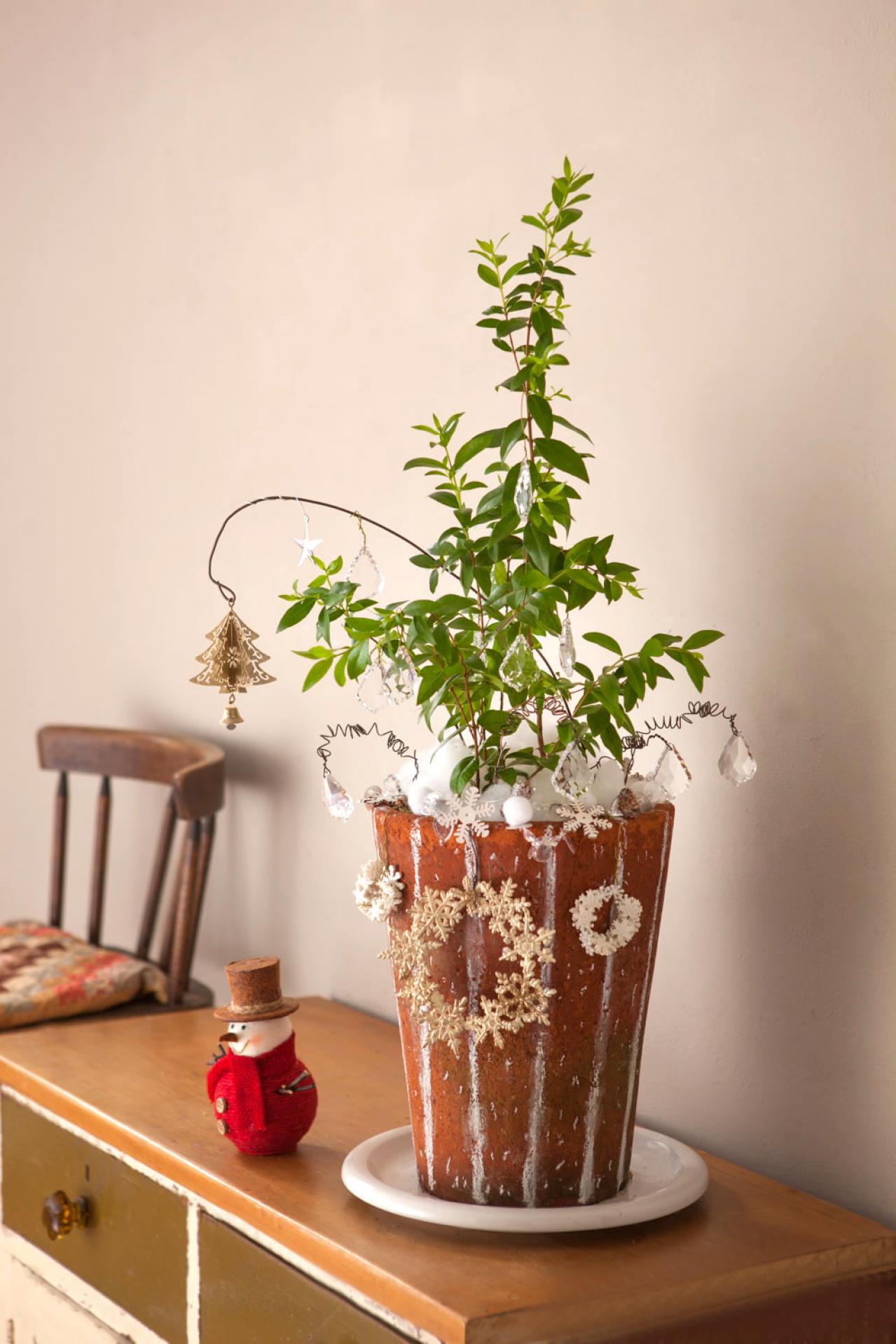 おめでたい木【マートルのクリスマスツリー】甘い香りのハーブで心穏やかに（画像2）