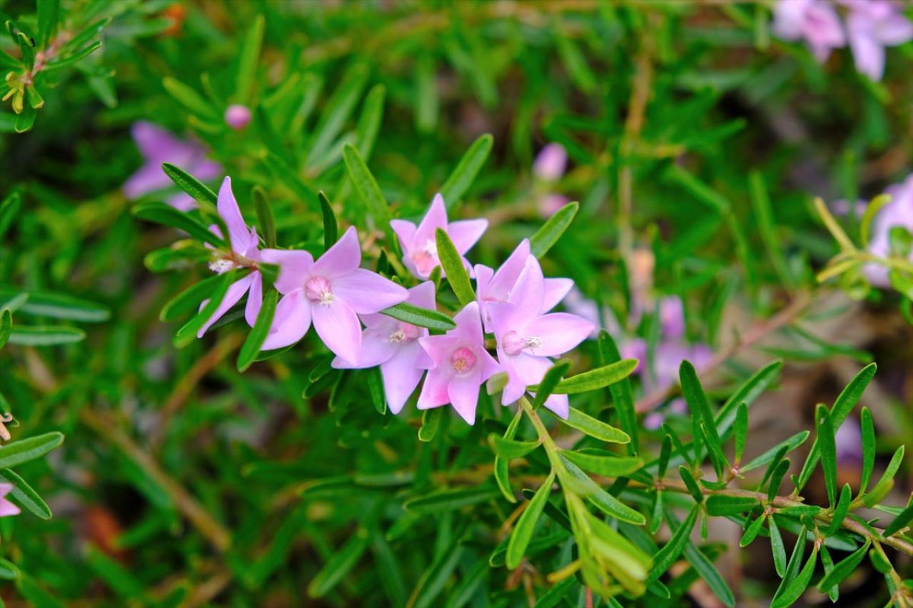 【ガーデニング】「初恋草」ほんとうの名前は⁉︎　ロマンチックな花の名ベスト５