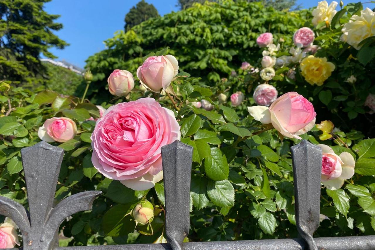 年末までにやっておきたいバラ仕事 ―初心者のバラ育てQ＆A