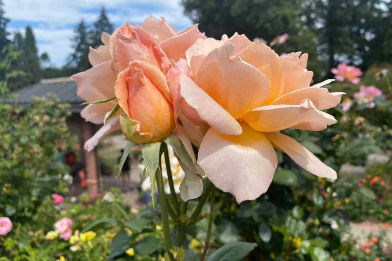 年末までにやっておきたいバラ仕事 ―初心者のバラ育てQ＆A（画像5）