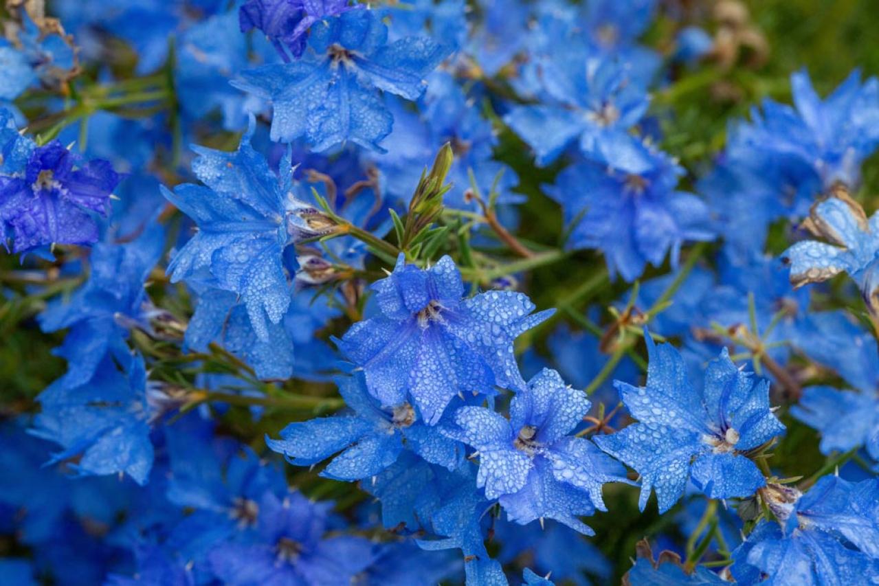 【ガーデニング】「初恋草」ほんとうの名前は⁉︎　ロマンチックな花の名ベスト５（画像2）