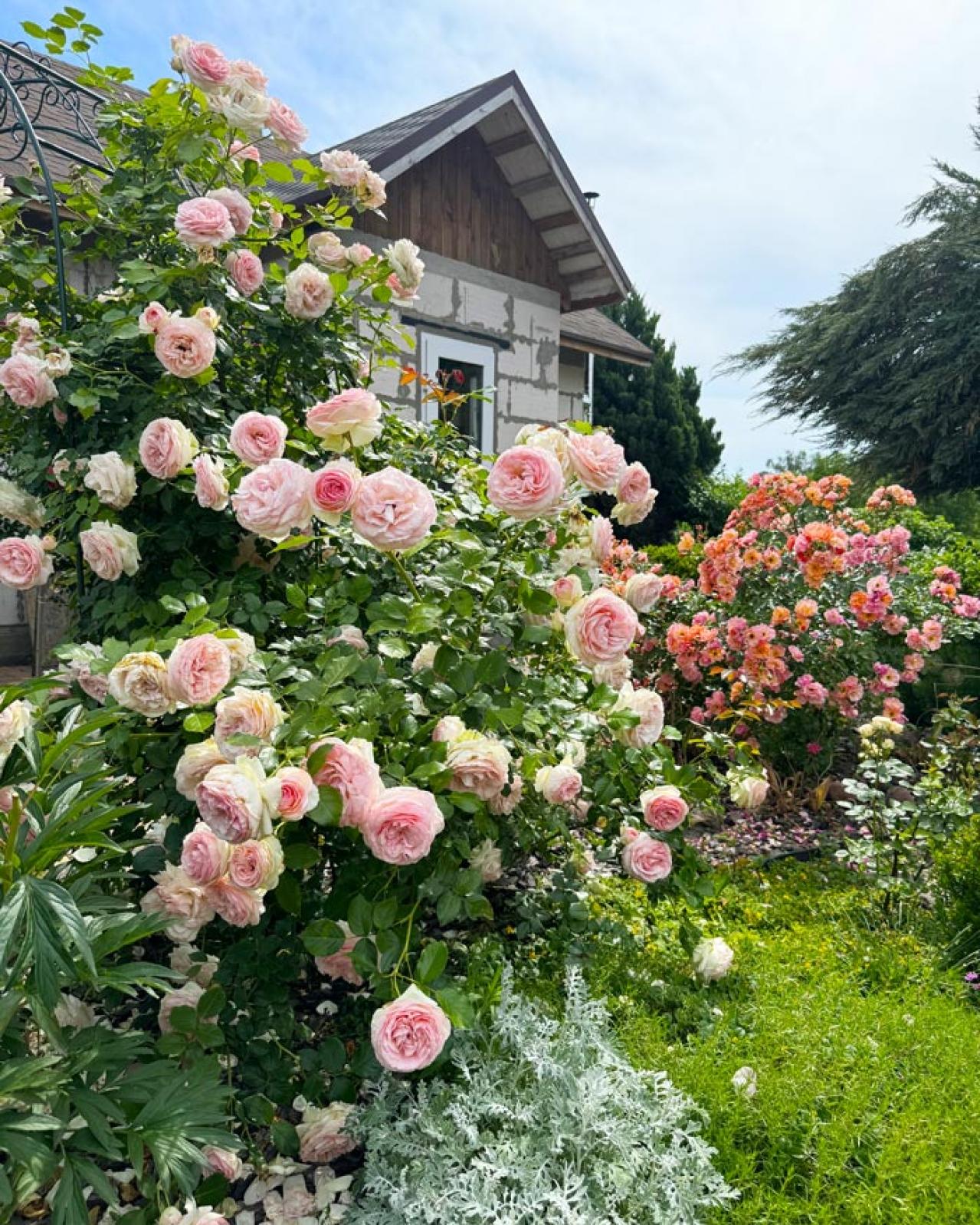 年末までにやっておきたいバラ仕事 ―初心者のバラ育てQ＆A（画像2）