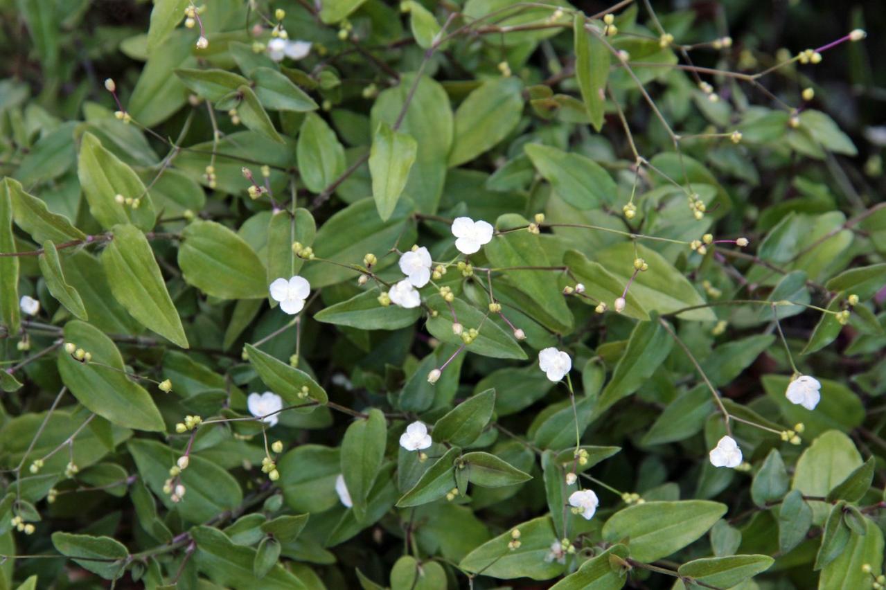 3月の誕生花と花言葉一覧【366日の誕生花と幸せの花言葉】（画像29）