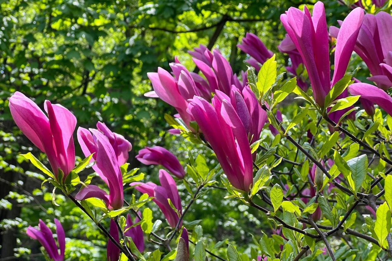 3月の誕生花と花言葉一覧【366日の誕生花と幸せの花言葉】（画像23）