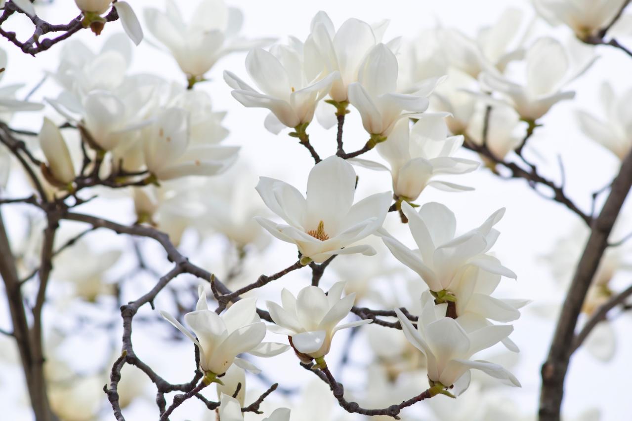 3月の誕生花と花言葉一覧【366日の誕生花と幸せの花言葉】（画像3）