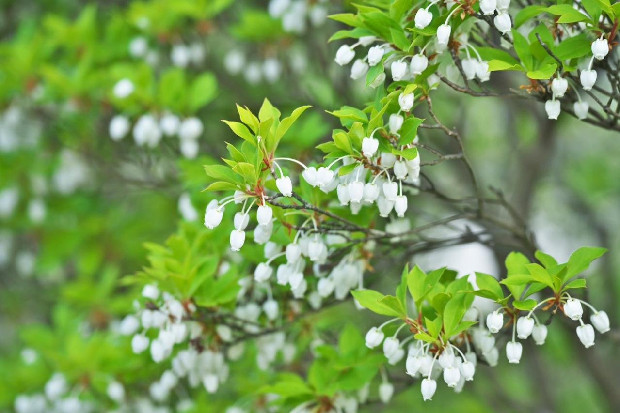 3月の誕生花と花言葉一覧【366日の誕生花と幸せの花言葉】（画像30）