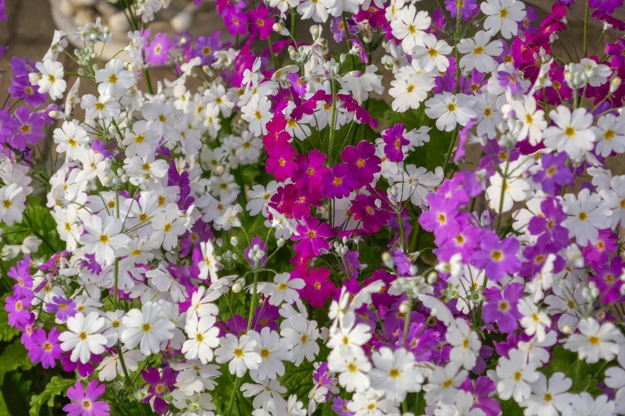 3月の誕生花と花言葉一覧【366日の誕生花と幸せの花言葉】（画像27）