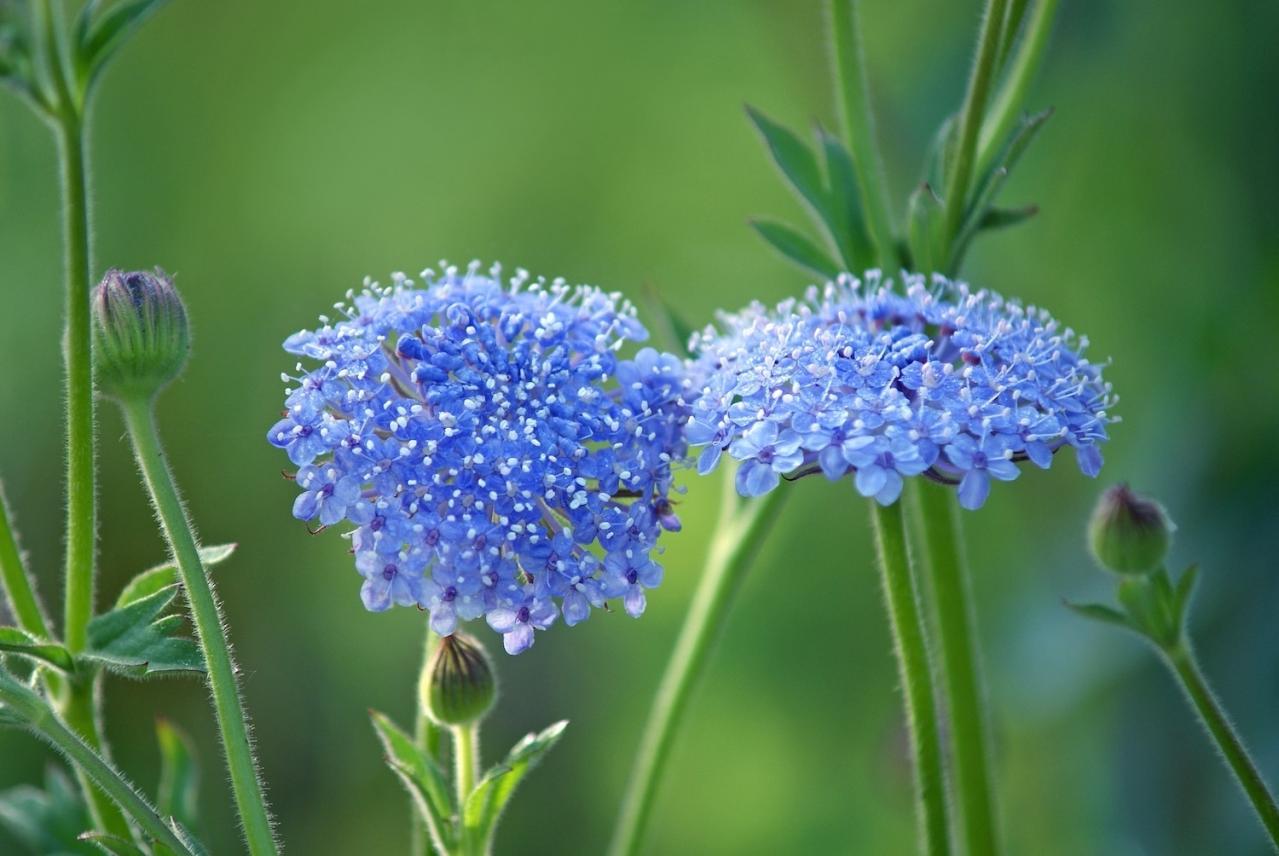 3月の誕生花と花言葉一覧【366日の誕生花と幸せの花言葉】（画像12）