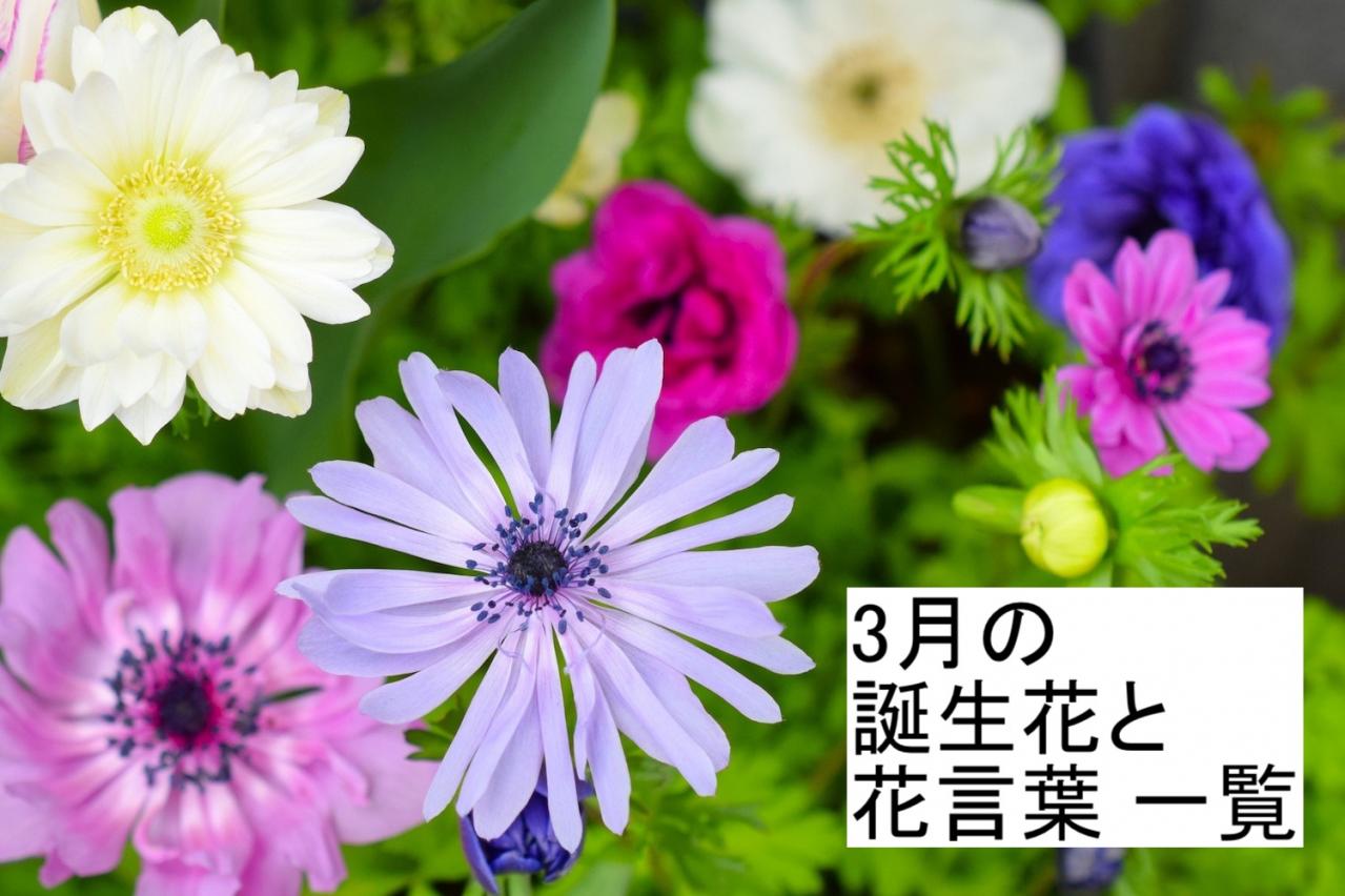 3月の誕生花と花言葉一覧【366日の誕生花と幸せの花言葉】