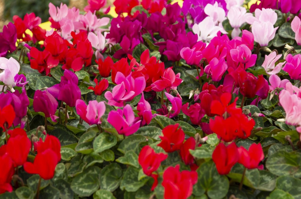 12月26日の花とは？【366日の誕生花と幸せの花言葉】