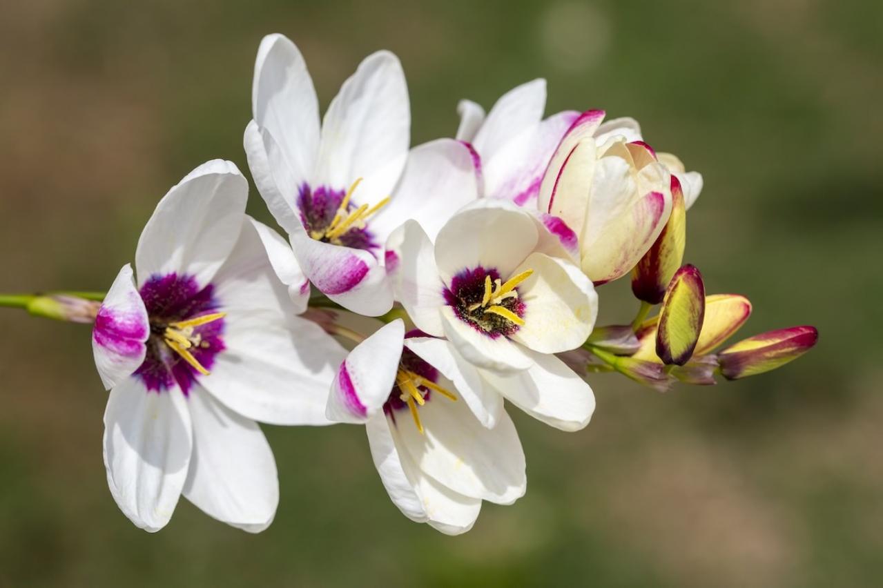 3月の誕生花と花言葉一覧【366日の誕生花と幸せの花言葉】（画像19）