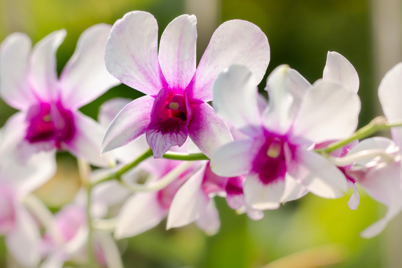 1月6日の花とは？【366日の誕生花と幸せの花言葉】