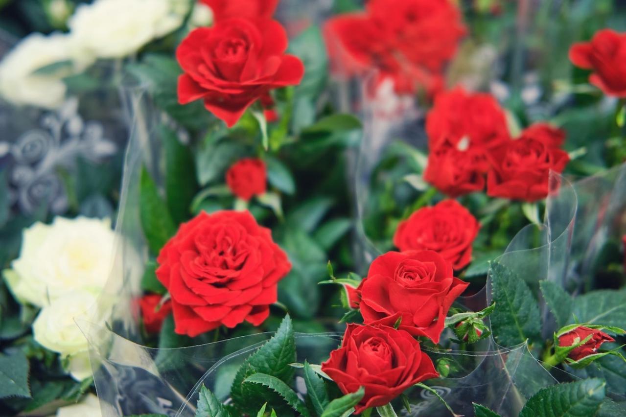 3月の誕生花と花言葉一覧【366日の誕生花と幸せの花言葉】（画像22）