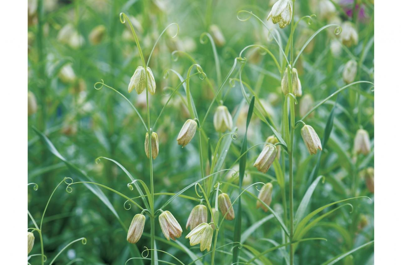 3月の誕生花と花言葉一覧【366日の誕生花と幸せの花言葉】（画像10）