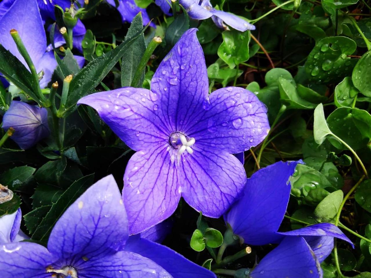 2025年の運気を左右する花とは？【牡羊座】｜山田ありすの花占い（画像2）