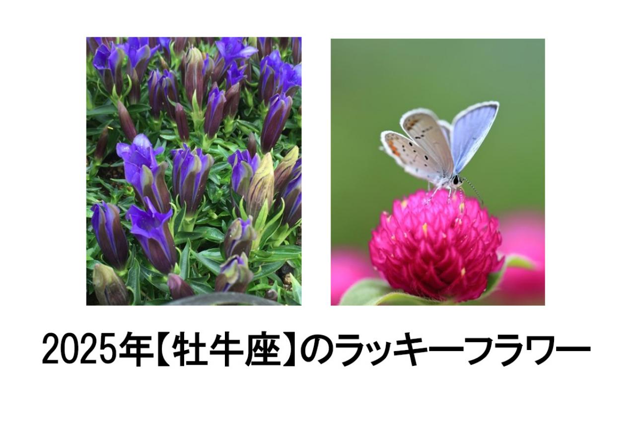 2025年の運気を左右する花とは？【牡牛座】｜山田ありすの花占い