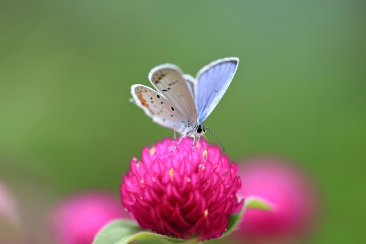 2025年の運気を左右する花とは？【牡牛座】｜山田ありすの花占い（画像3）