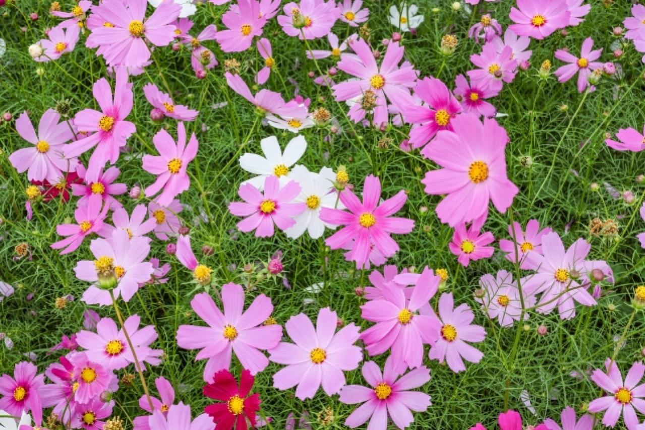 2025年の運気を左右する花とは？【双子座】｜山田ありすの花占い（画像2）