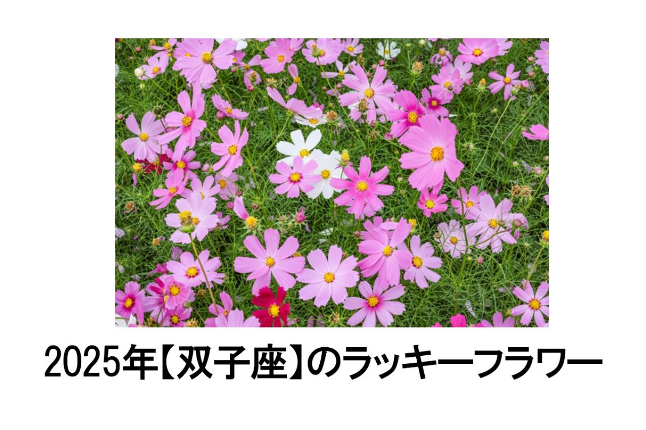 2025年の運気を左右する花とは？【双子座】｜山田ありすの花占い