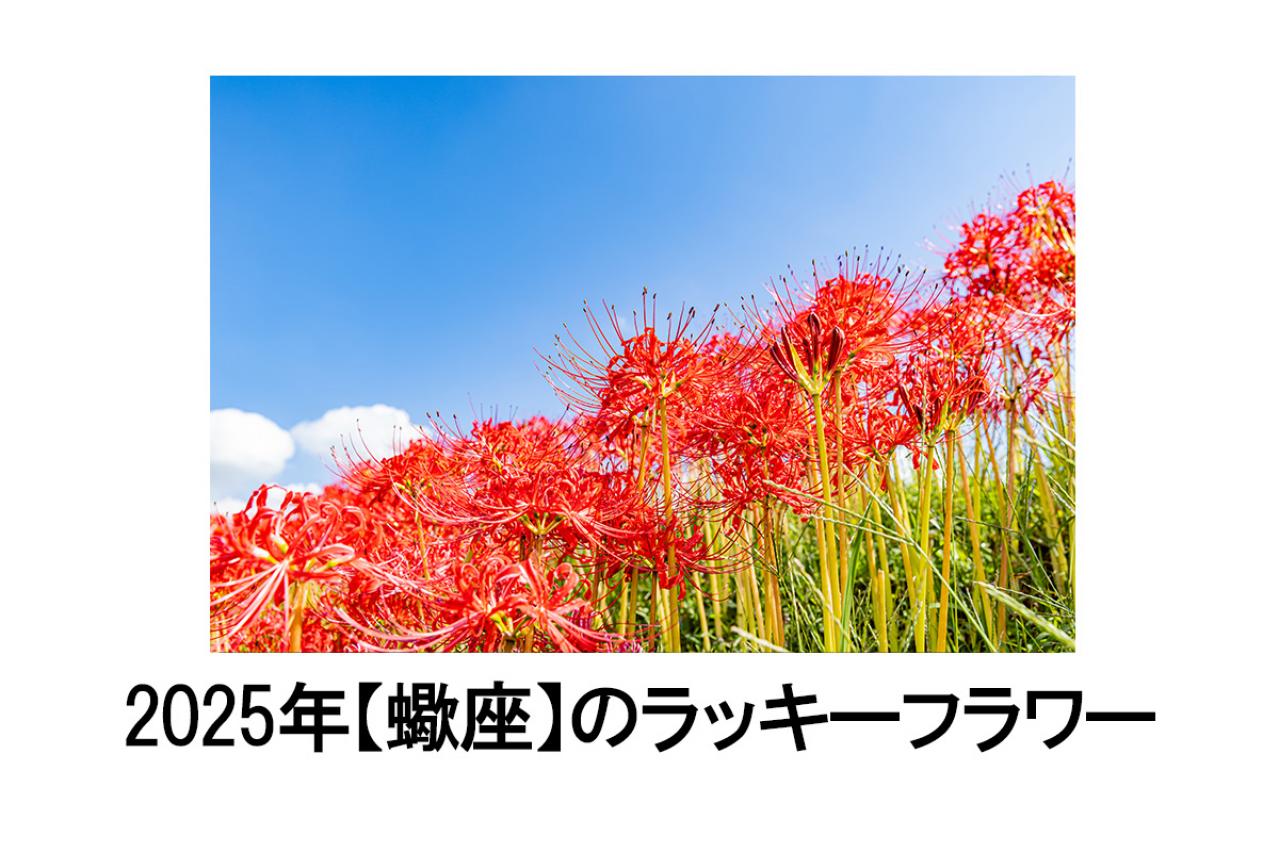 2025年の運気を左右する花とは？【蠍座】｜山田ありすの花占い