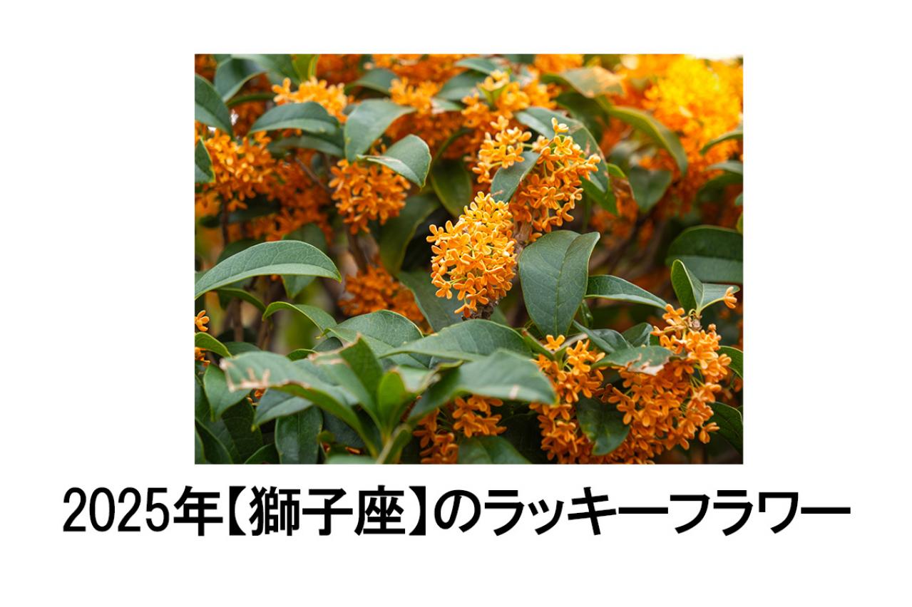 2025年の運気を左右する花とは？【獅子座】｜山田ありすの花占い