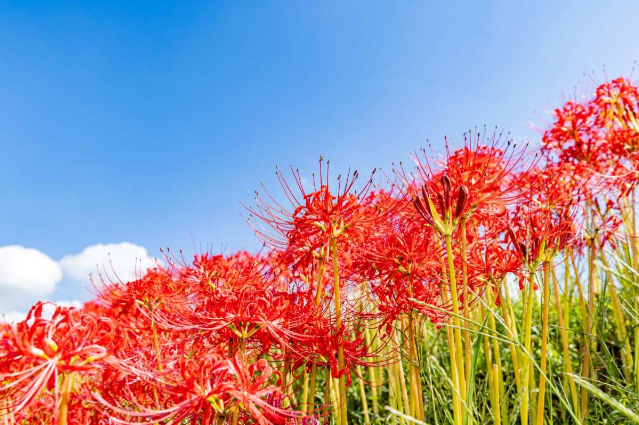 2025年の運気を左右する花とは？【蠍座】｜山田ありすの花占い（画像2）