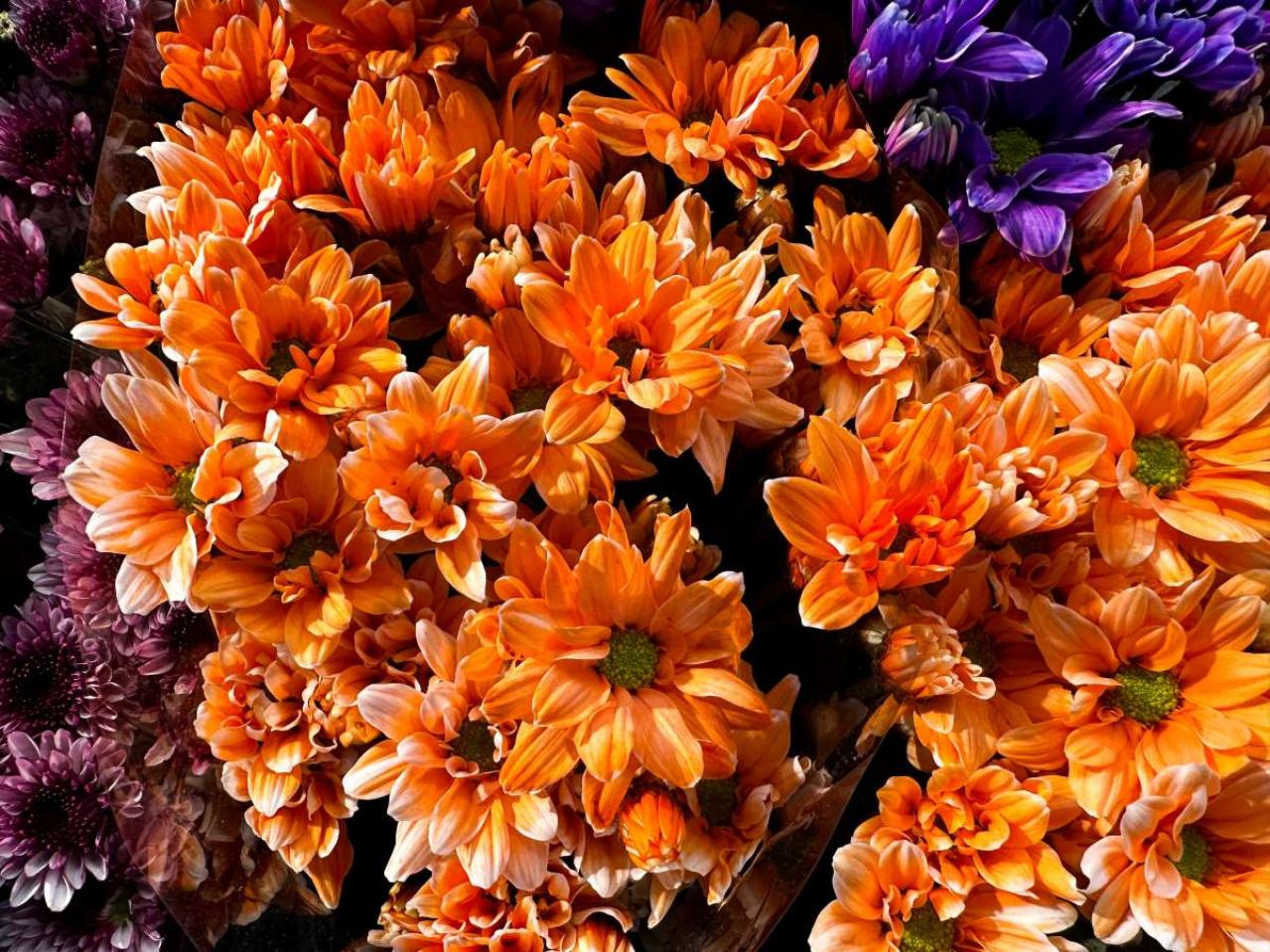 2025年の運気を左右する花とは？【水瓶座】｜山田ありすの花占い（画像2）