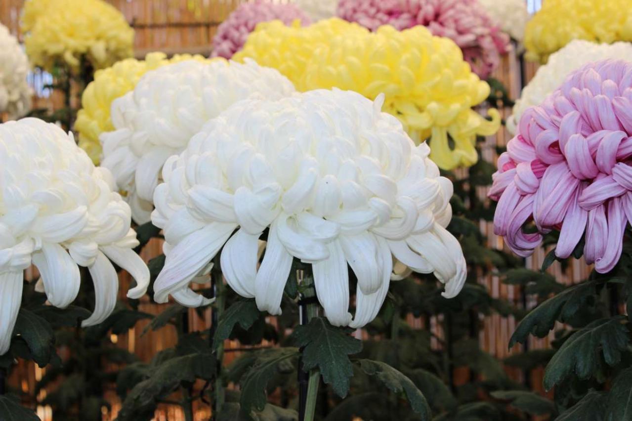 2025年の運気を左右する花とは？【乙女座】｜山田ありすの花占い（画像2）